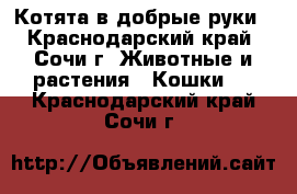 Котята в добрые руки - Краснодарский край, Сочи г. Животные и растения » Кошки   . Краснодарский край,Сочи г.